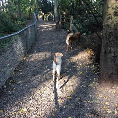 Northacres Park Off-Leash Area photo 2